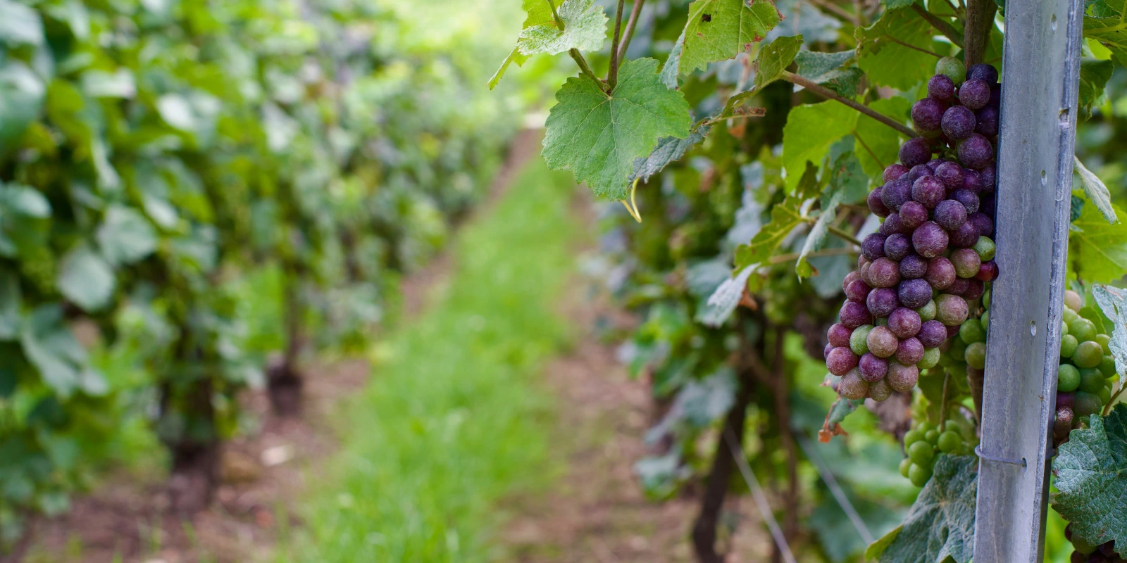 BTSA Aquaculture à Distance : Une Alternative Flexible
